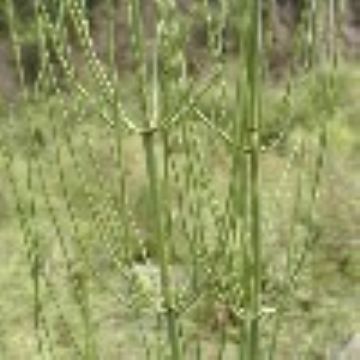 Horsetail P.E.